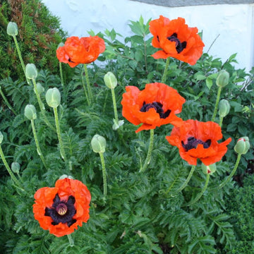 Ornamental Poppy Seeds - Flower Plant
