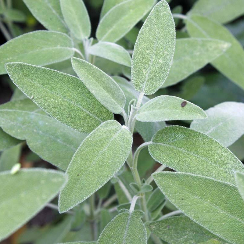 Ornamental Sage Seeds - Herbal Plant