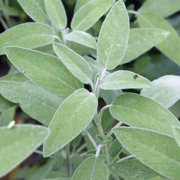 Ornamental Sage Seeds - Herbal Plant
