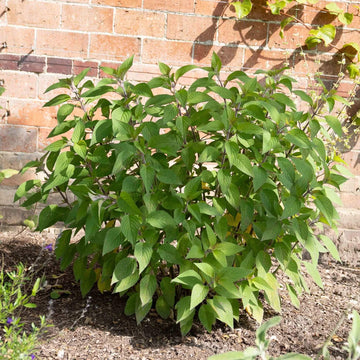 Ornamental Sage Seeds - Herbal Plant