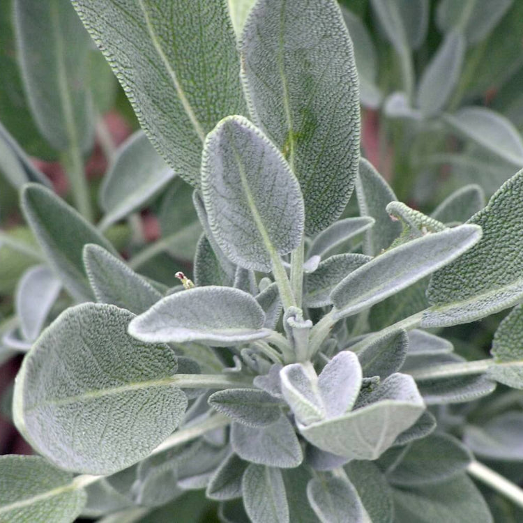 Ornamental Sage Seeds - Herbal Plant