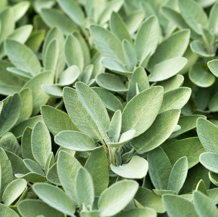 Ornamental Sage Seeds - Herbal Plant