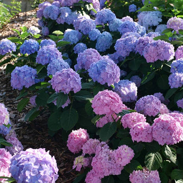Ornamental Shrubs Seeds - Flower Plant