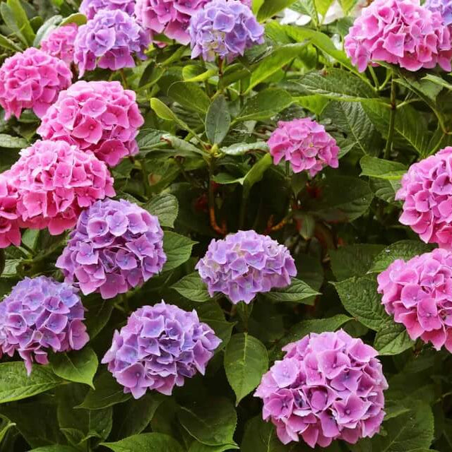Ornamental Shrubs Seeds - Flower Plant