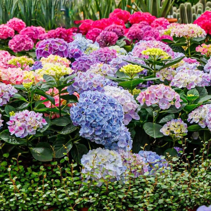 Ornamental Shrubs Seeds - Flower Plant