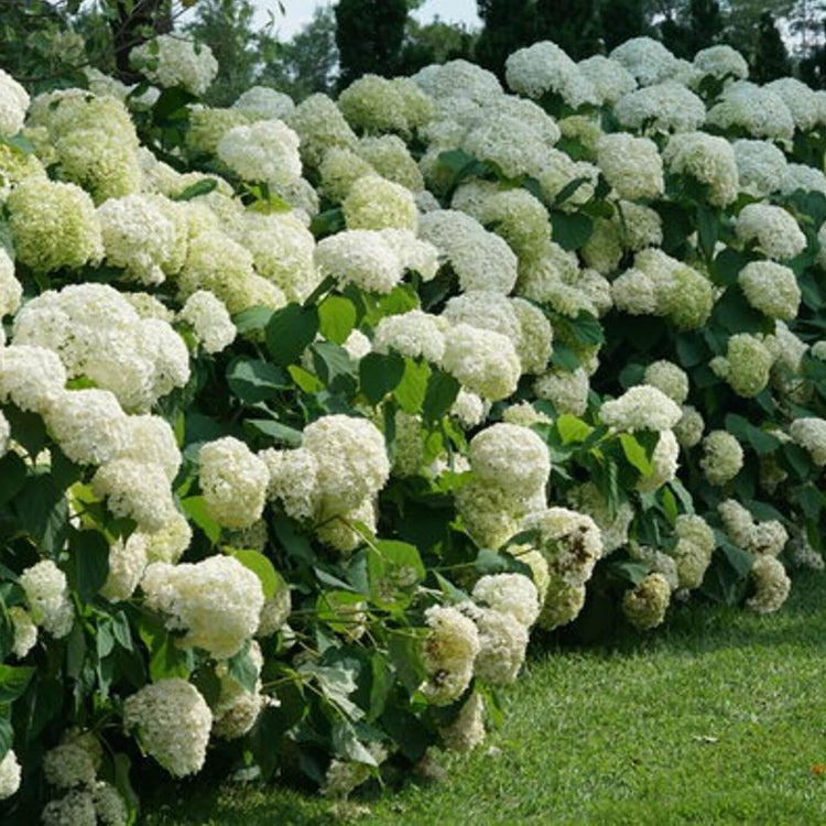 Ornamental Shrubs Seeds - Flower Plant