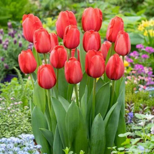 Ornamental Tulip Seeds - Flower Plant