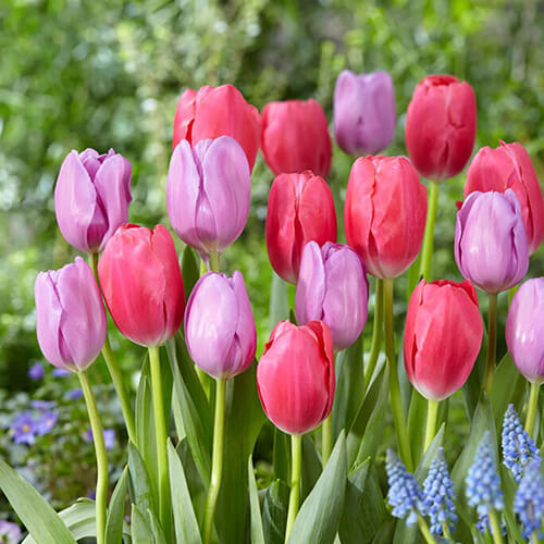 Ornamental Tulip Seeds - Flower Plant
