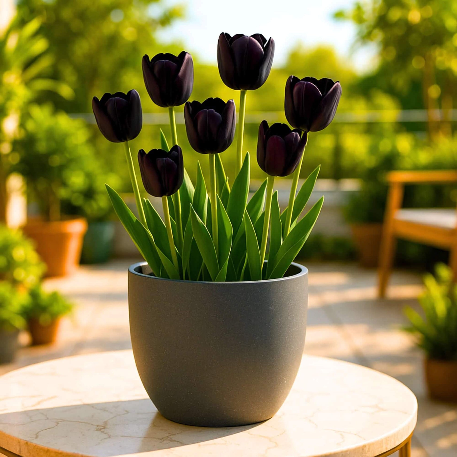 Ornamental Tulip Seeds - Flower Plant