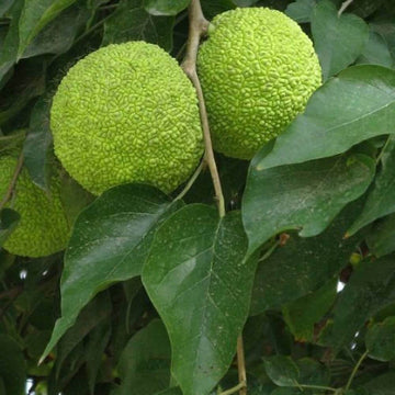 Osage Orange Tree Seeds - Fruit Plant