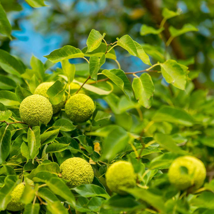 Osage Orange Tree Seeds - Fruit Plant