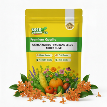 Osmanthus Fragrans Seeds – Sweet Olive