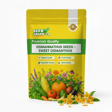 Osmanthus Seeds – Sweet Osmanthus