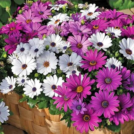 Osteospermum African Daisy Seeds 