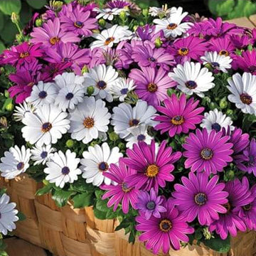 Osteospermum African Daisy Seeds 