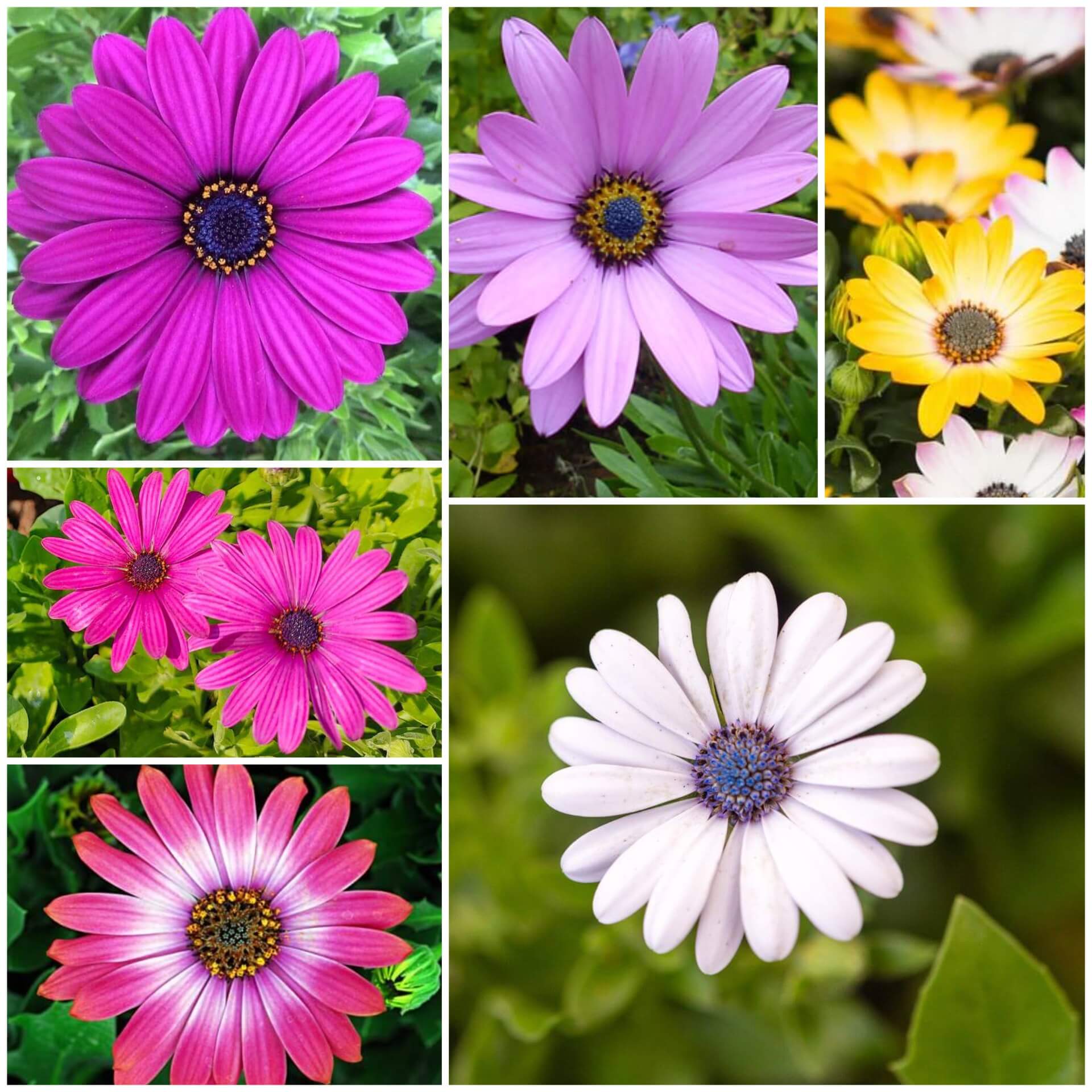 Osteospermum Seeds - All In One For Home Gardens