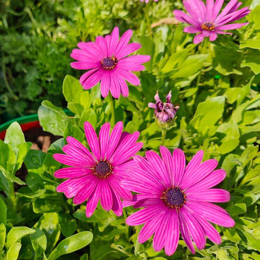 Osteospermum Seeds - All In One For Home Gardens