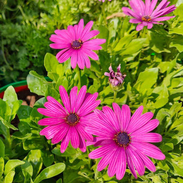 Osteospermum Seeds - All In One For Home Gardens