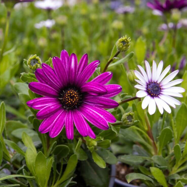 Osteospermum Seeds - All In One For Home Gardens
