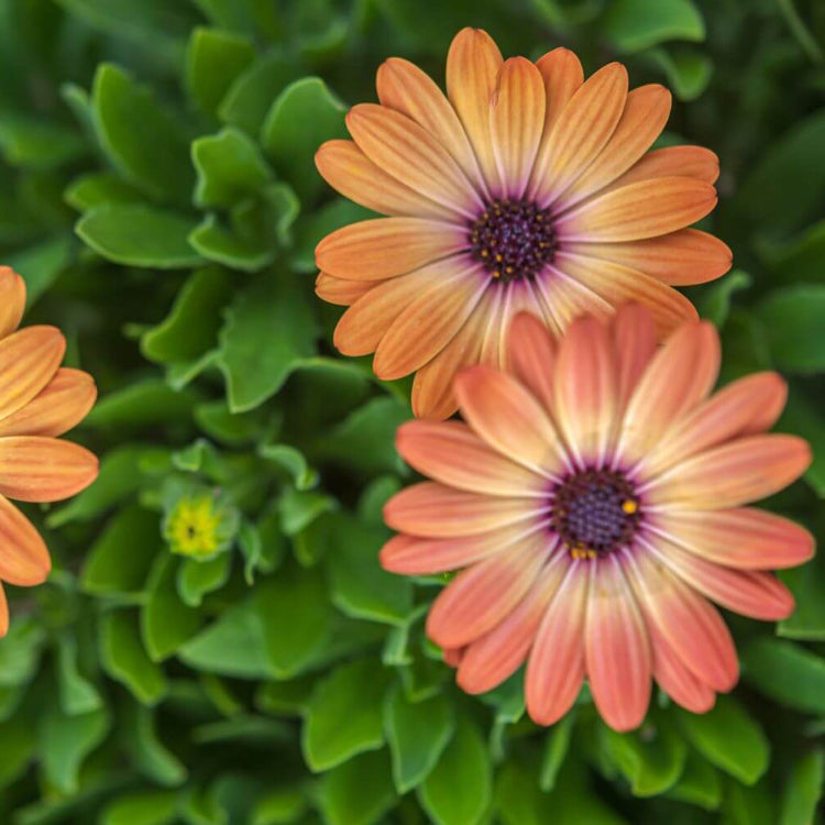 Osteospermum Seeds - All In One For Home Gardens