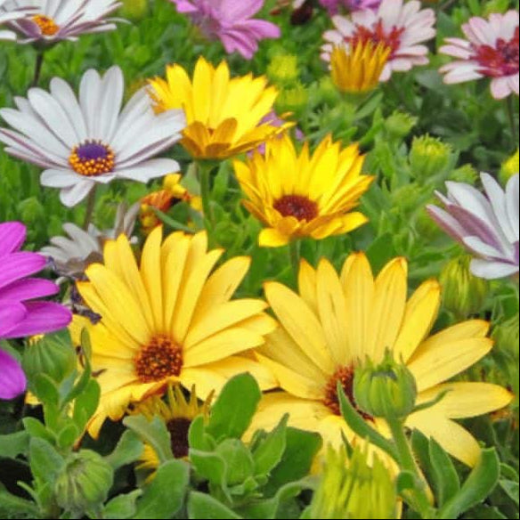 Osteospermum Seeds - All In One For Home Gardens