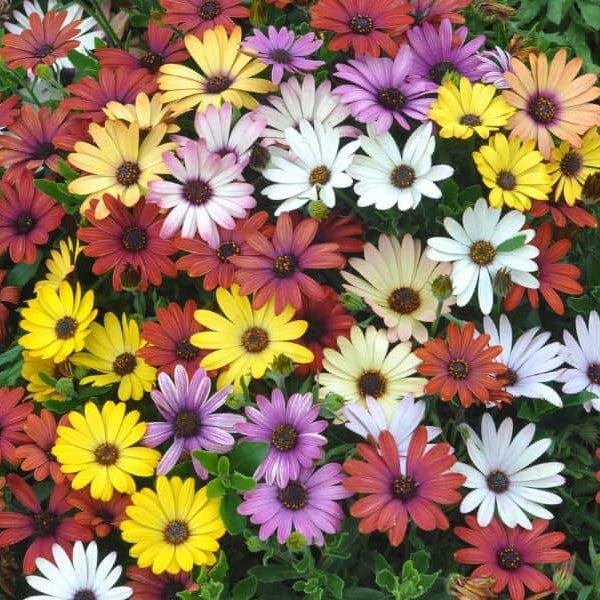 Osteospermum Seeds - All In One For Home Gardens