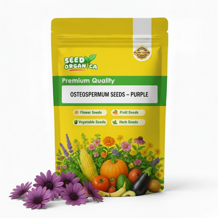 Osteospermum Seeds – Purple