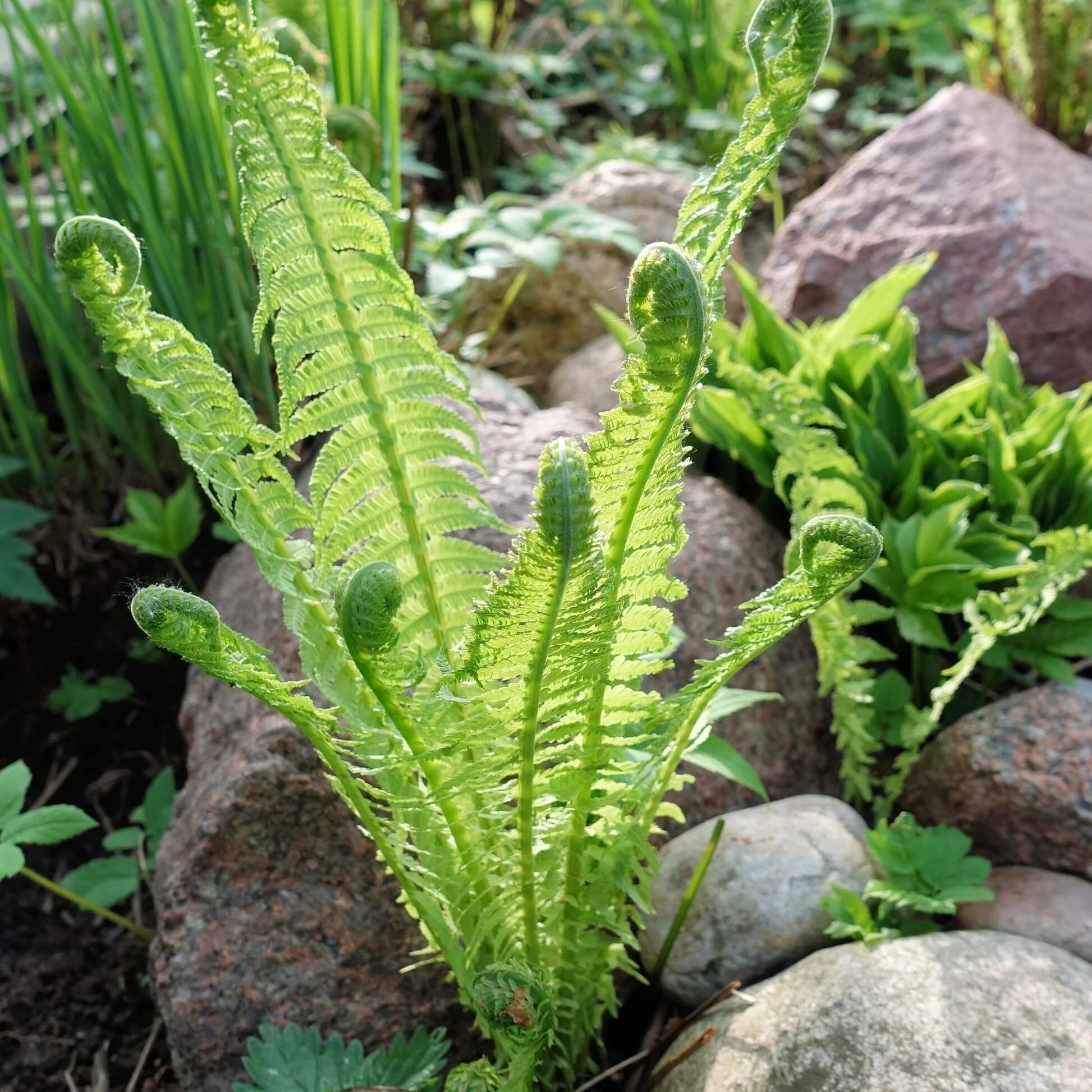 Ostrich Fern Seeds - Flower Plant