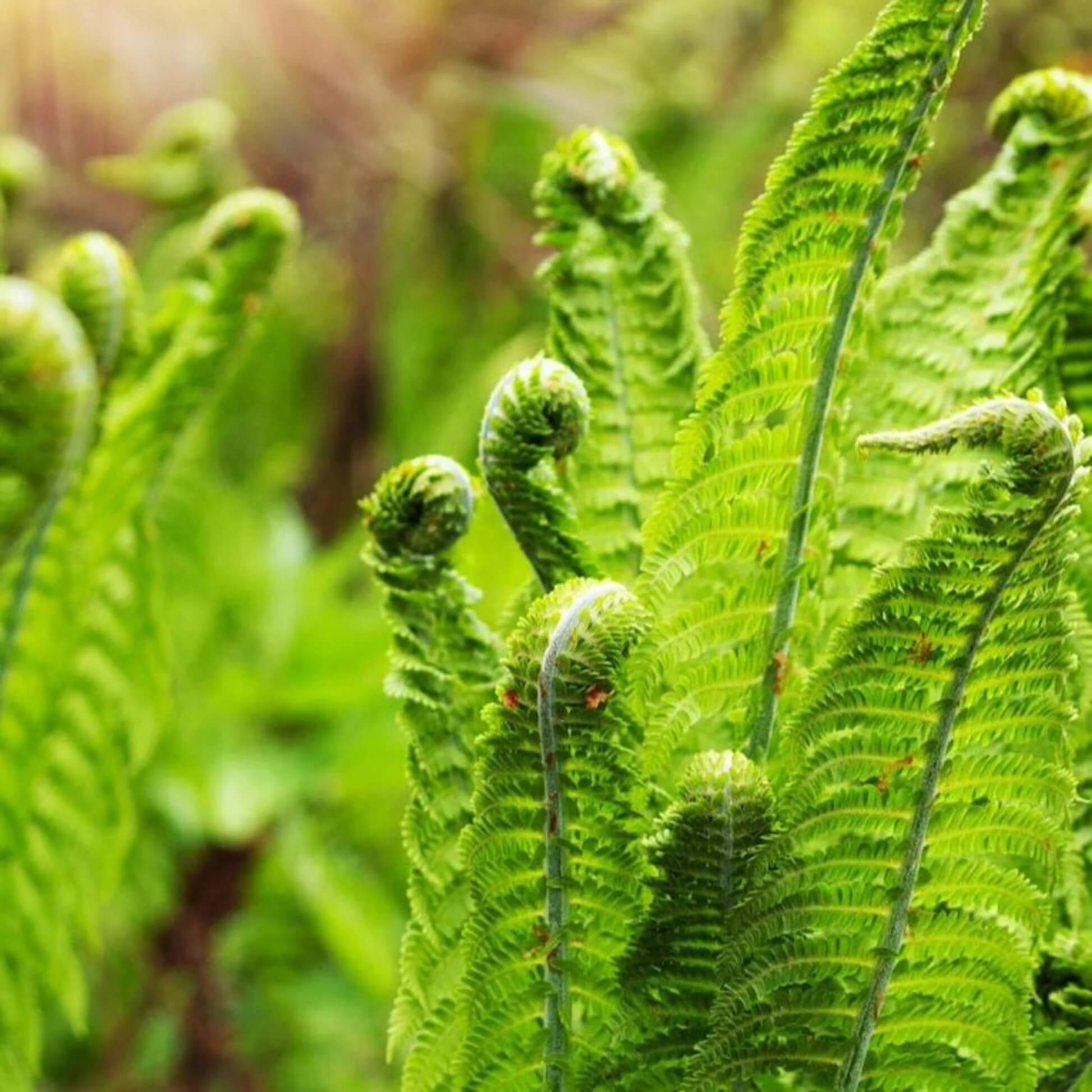 Ostrich Fern Seeds - Flower Plant