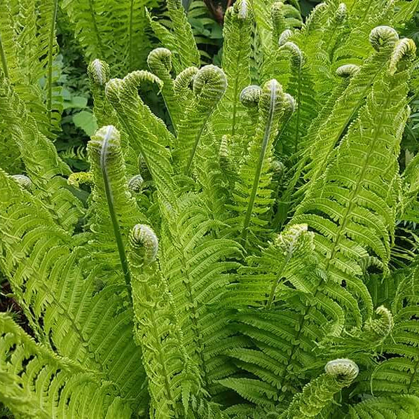 Ostrich Fern Seeds - Flower Plant