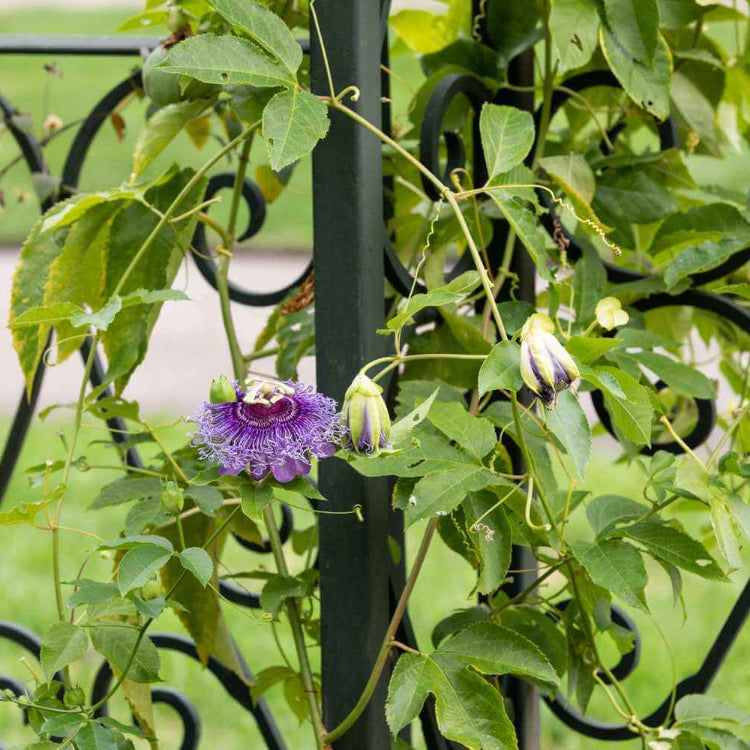 Outdoor Creepers Green Ivy Seeds - Flower Plant