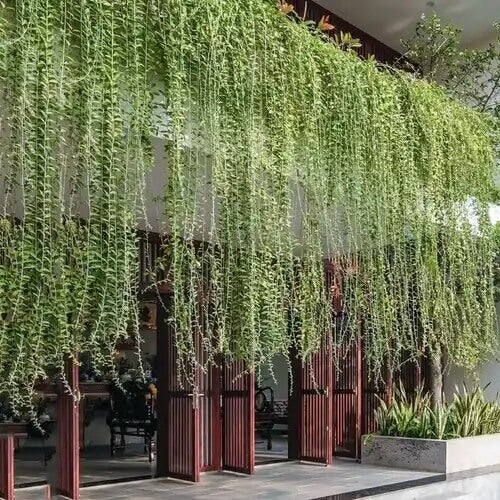 Outdoor Creepers Green Ivy Seeds - Flower Plant