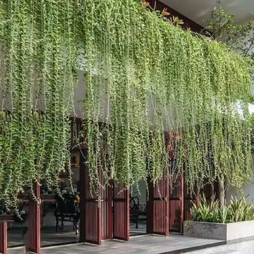 Outdoor Creepers Green Ivy Seeds - Flower Plant