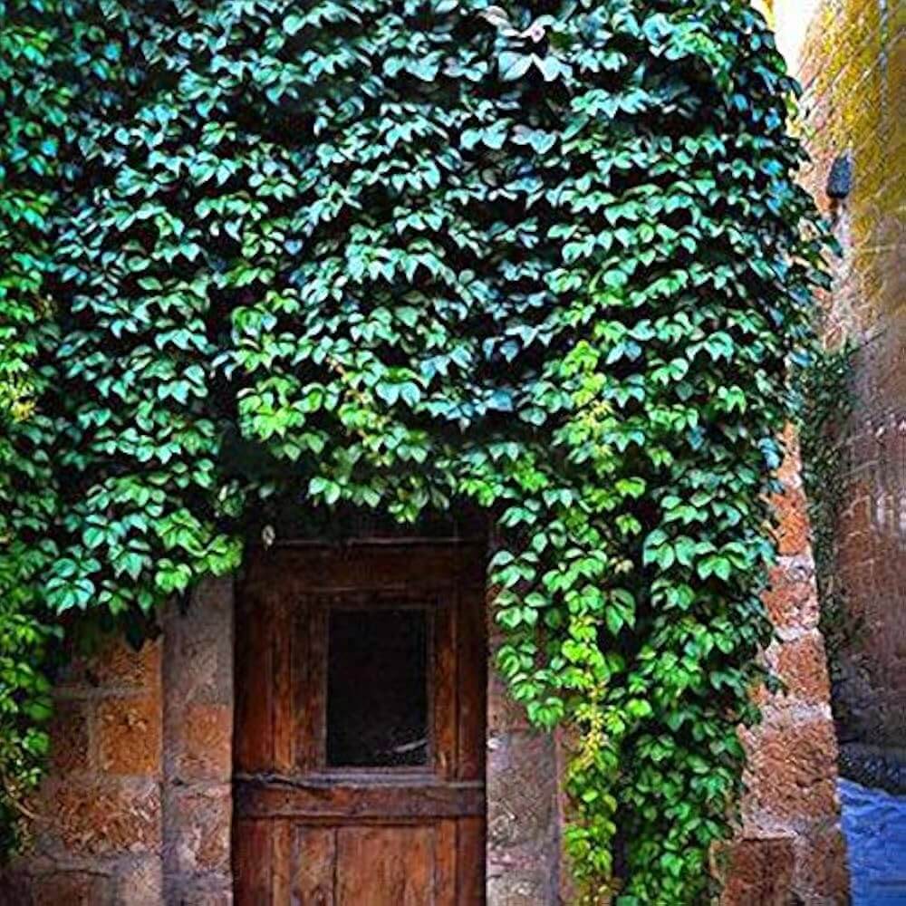 Outdoor Creepers Green Ivy Seeds - Flower Plant