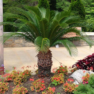 Outdoor Landscape Sago Palm Seeds
