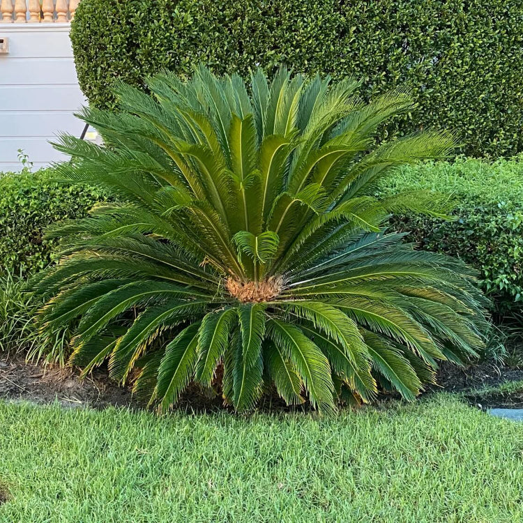 Outdoor Landscape Sago Palm Seeds