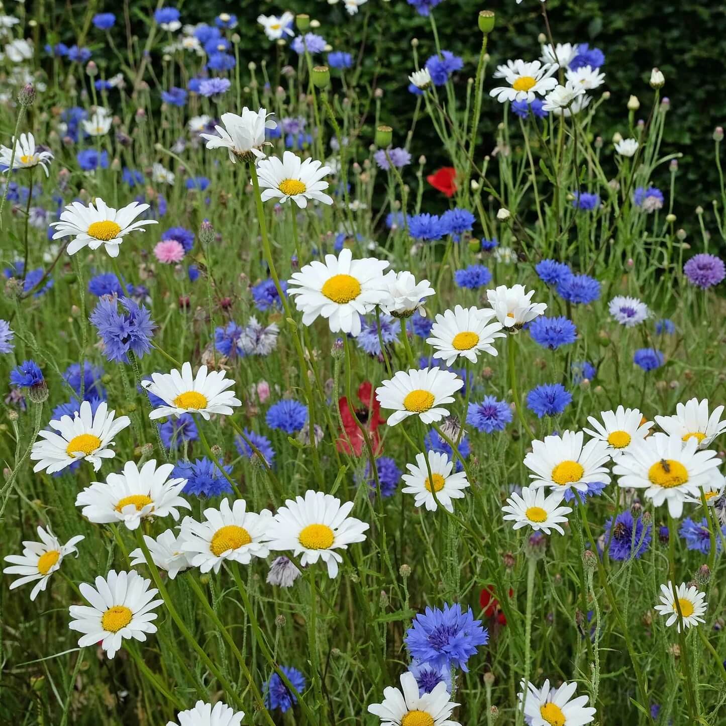 Ox Eye Daisy Seeds - Flower Plant