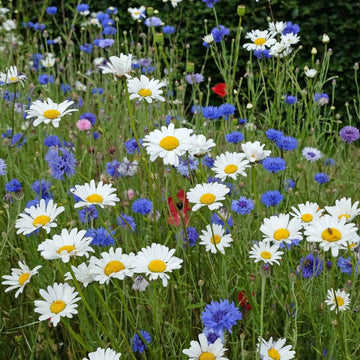 Ox Eye Daisy Seeds - Flower Plant
