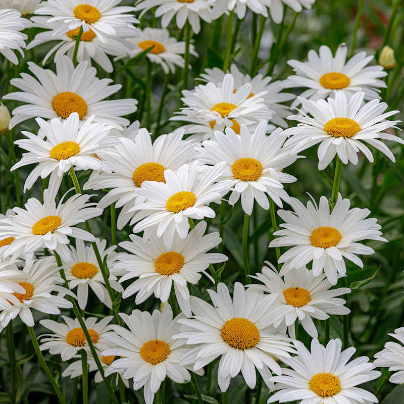 Ox Eye Daisy Seeds - Flower Plant