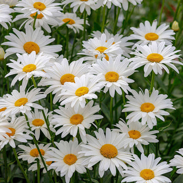 Ox Eye Daisy Seeds - Flower Plant