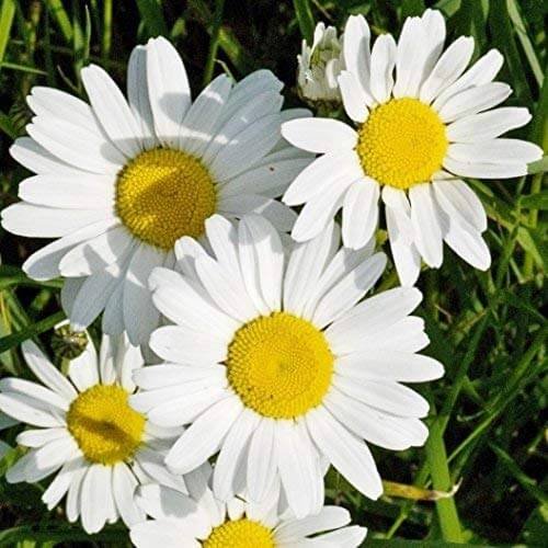 Ox Eye Daisy Seeds - Flower Plant