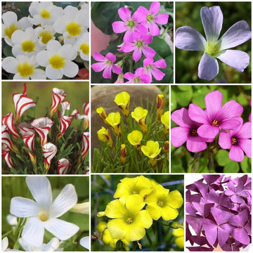 Oxalis Seeds  All In One For Home Gardens