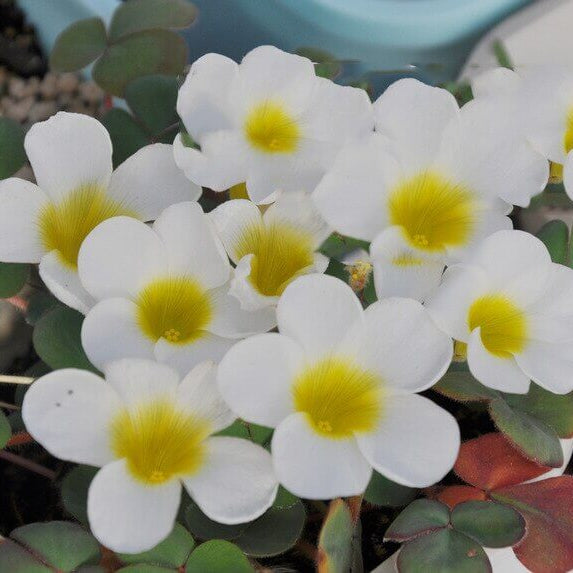 Oxalis Seeds  All In One For Home Gardens