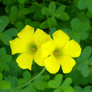 Oxalis Seeds  All In One For Home Gardens