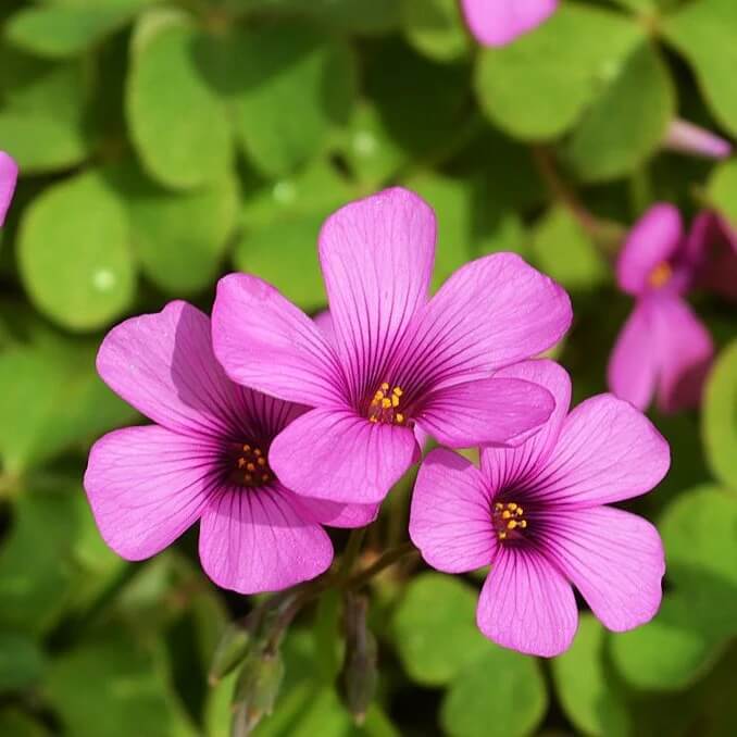 Oxalis Seeds  All In One For Home Gardens