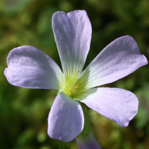 Oxalis Seeds  All In One For Home Gardens
