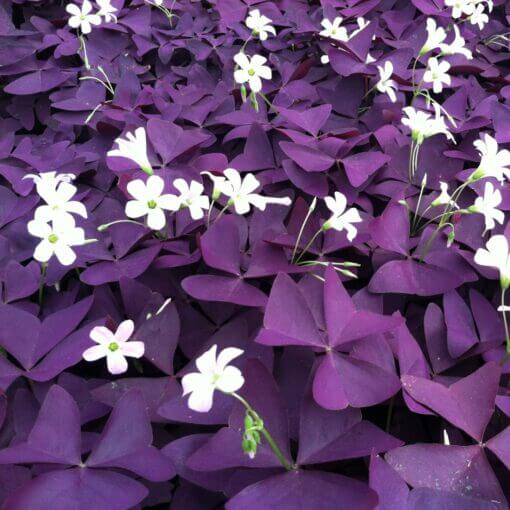 Oxalis Shamrock seeds - wildflower