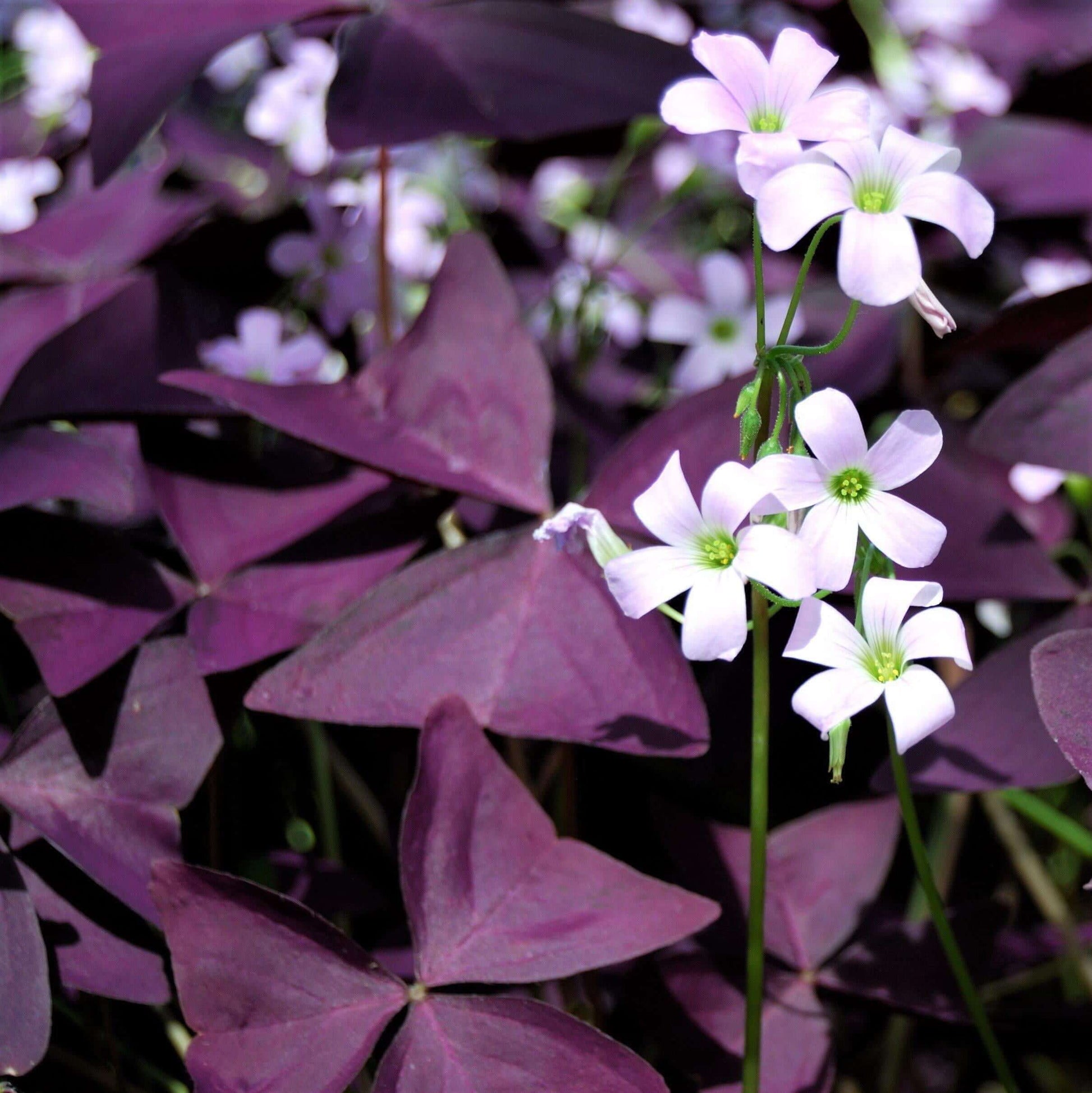 Oxalis Shamrock seeds - wildflower