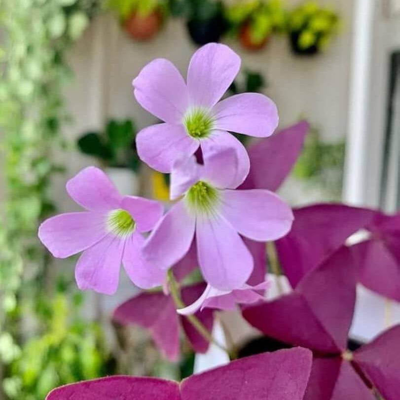 Oxalis Triangularis Seeds - Flower Plant