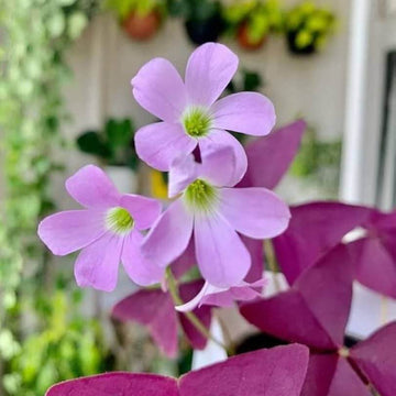 Oxalis Triangularis Seeds - Flower Plant